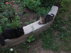 two cats sitting on top of a wooden bench