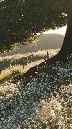 a field full of flowers next to a tree and fence with the sun shining on it