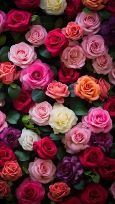 many different colored roses are arranged together