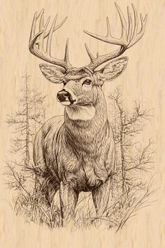 White Tail Buck, Wildlife Sketches, Hunting Drawings, White Tailed Deer, Deer Drawing, Eagle Art, Deer Art, Wood Burning Patterns, Wood Burning Art