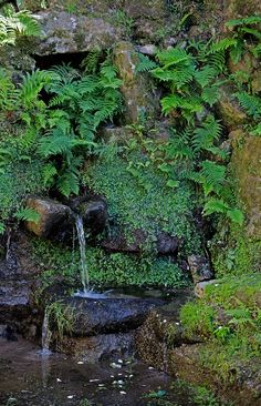 a small waterfall in the middle of a lush green forest filled with trees and plants