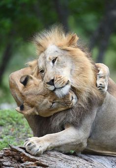 two lions playing with each other on a log