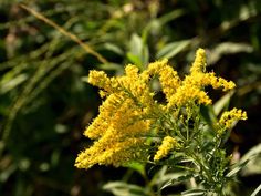 the yellow flowers are blooming in the field