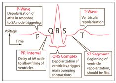 a diagram showing the various types of ventrical pressures and their corresponding functions