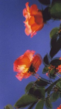 three orange roses against a blue sky with green leaves and stems in the foreground