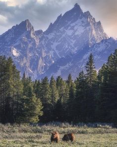 two brown bears are standing in the grass near trees and mountains with snow on them