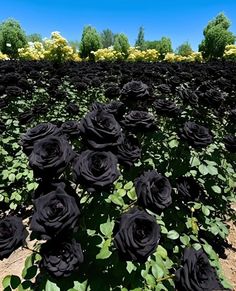 many black roses are in the middle of a field