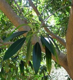 a tree with lots of green leaves on it