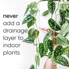 there is a plant with leaves on it and the words never add a drainage layer to indoor plants