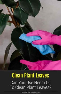 a person in pink gloves is cleaning a potted plant