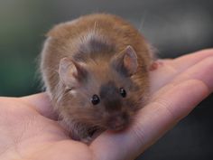 a small rodent sitting on top of someone's palm in the palm of their hand