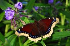 a close up of a butterfly on a flower