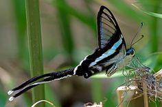 a black and white butterfly sitting on top of a green plant