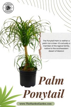 a palm tree in a pot with the words palm ponyati on it