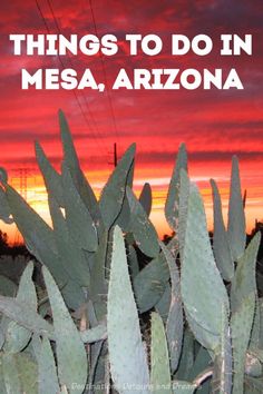 the words things to do in mesa, arizona against an image of cactuses at sunset