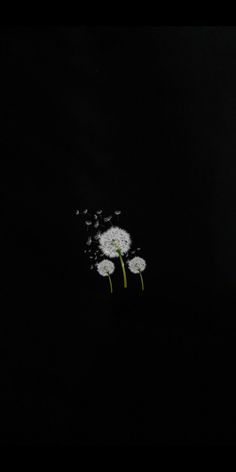 three white dandelions in the dark with one being blown off by the wind