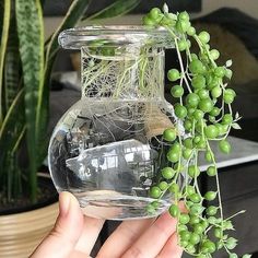 a hand holding a clear glass vase filled with water and green plants