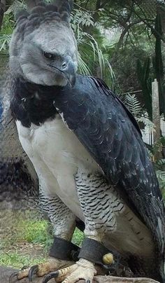 a large bird sitting on top of a wooden log next to a man in a blue jacket