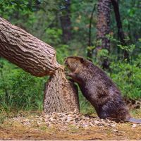 a brown bear standing on its hind legs next to a tree