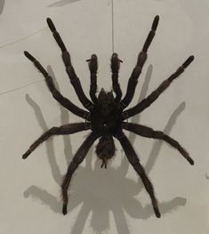 an overhead view of a large spider hanging on a wall