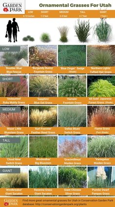 different types of ornamental grasses for the garden