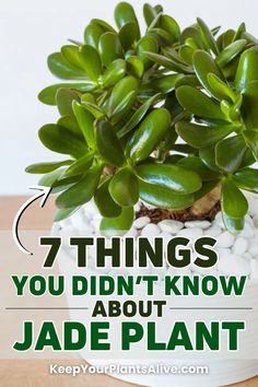 a potted plant with white rocks in it and the words 7 things you didn't know about jade plant