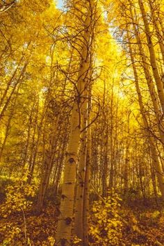 the sun shines through the trees in an autumn forest