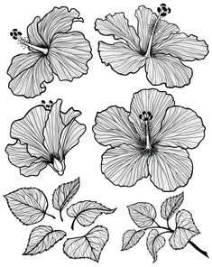 four different flowers and leaves in black and white stock photo - image 349784