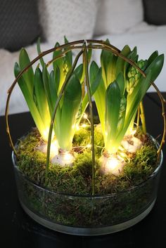 a glass bowl filled with green plants and lights