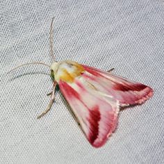 a white and red moth sitting on top of a cloth