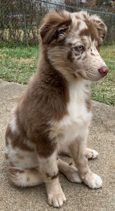 a brown and white dog sitting on top of a cement slab