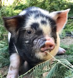 a small pig sitting on top of a pile of pine needles next to a tree