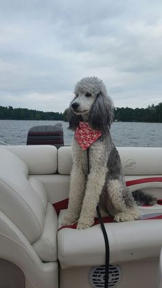 a gray poodle sitting on the back of a boat with a red bow tie