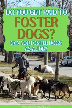 a man is walking his dogs down the street with a green sign above him that says, do you get paid to foster dogs? can you foster dogs as a job?