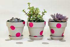 three potted plants with pink polka dots are sitting in front of each other on white background