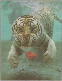 a white tiger swimming under water with a red object in it's mouth,