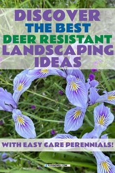 deer resistant landscaping ideas with perennial plants Deer Resistant Landscaping Ideas, Deer Resistant Garden Plans, Utah Garden, Deer Resistant Landscaping, Cottage Garden Plan, Deer Proof Plants, Deer Resistant Flowers, Texas Landscaping, Deer Resistant Garden