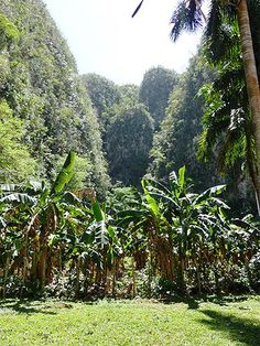 a lush green forest filled with lots of trees and plants on top of a grass covered field