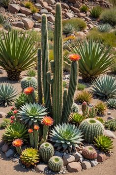 many different types of cactus plants in a desert area with rocks and gravel around them