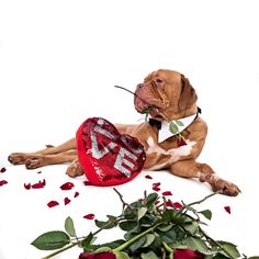 a dog laying on the ground with a heart shaped pillow and rose petals in front of it