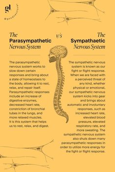 How To Activate Parasympathetic Nervous System, Activate Parasympathetic Nervous System, Parasympathetic Nervous System Activate, How To Get Out Of Survival Mode, How To Regulate Your Nervous System, Parasympathetic Vs Sympathetic, Breathwork Quotes, Regulate Nervous System, Sympathetic And Parasympathetic