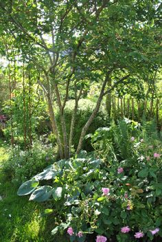 the garden is full of flowers and trees