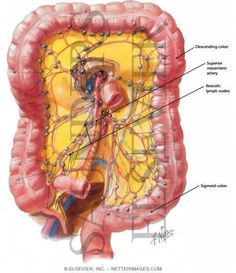 Mesenteric Lymph Nodes Lymph Cleanse, Body Knowledge, Anatomy 101, Thymus Gland, Magnesium Deficiency Symptoms, Tai Chi Qigong, Gastrointestinal System