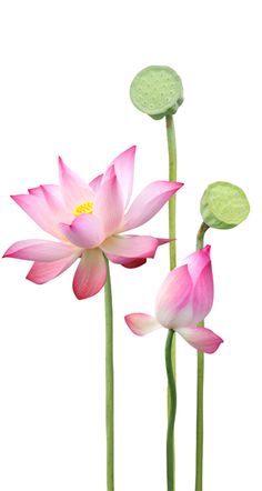 two pink flowers with green stems in front of a white background