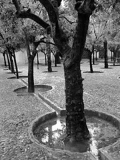 black and white photograph of trees in the middle of a park with water puddles on the ground