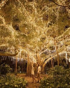 two people standing under a large tree covered in lights and trees with lots of leaves