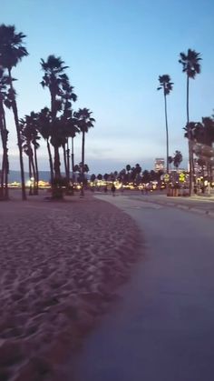 palm trees line the beach at night time