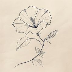 Morning Glory Tattoo Design Masterpiece Morning Glory Wrist Tattoo, Open Flower Drawing, Morning Glory Vine Tattoo, Morning Glory Sketch, Morning Glory Tattoo Design, Morning Glory Flowers Tattoo, Lily Drawings