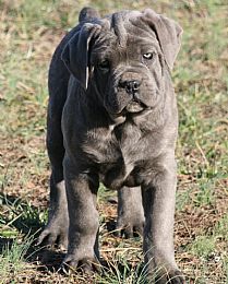 a black dog standing on top of a grass covered field