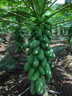 a bunch of green bananas hanging from a tree in a field with dirt and grass